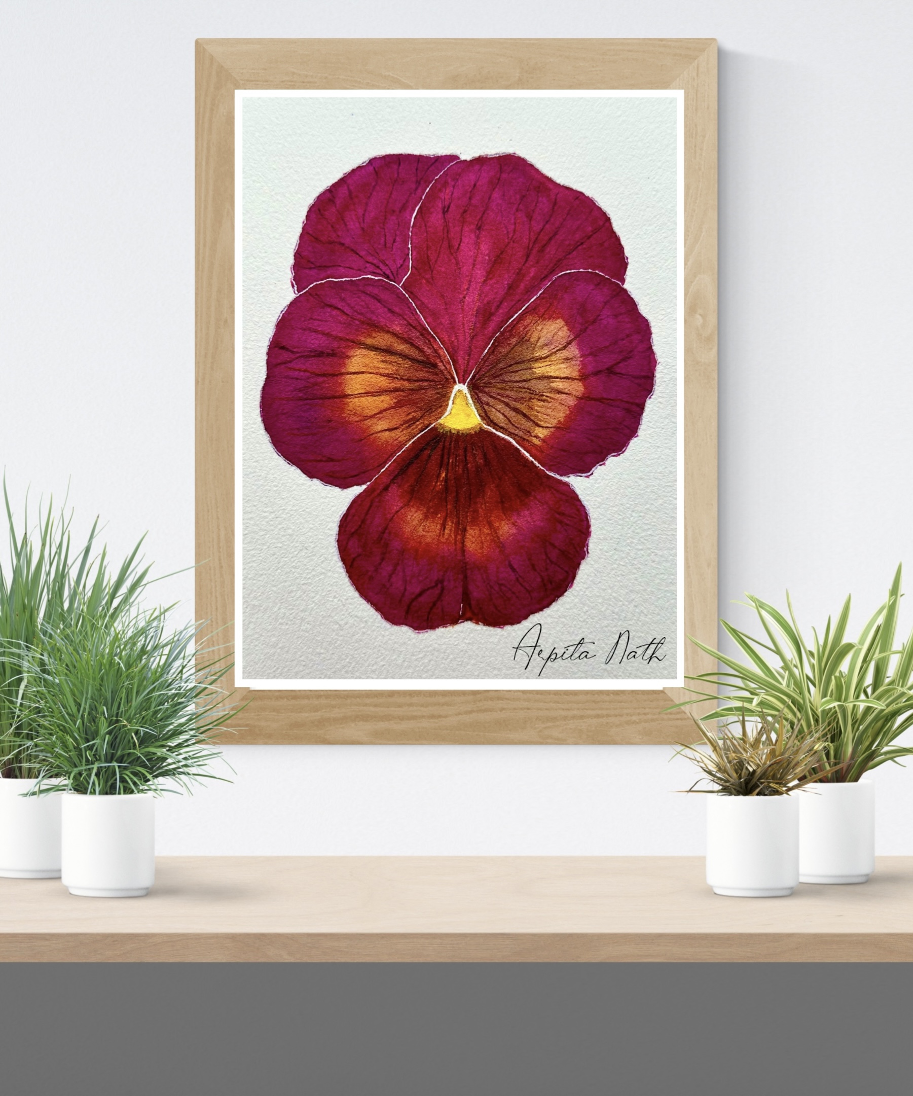 pansy in deep crimson